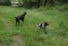 Ava and Gertie in the field